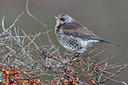 BUITEN BEELD Foto: 64318