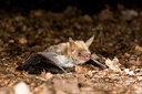 BUITEN BEELD Foto: 64448