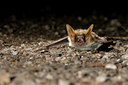 BUITEN BEELD Foto: 64450
