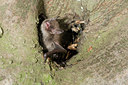 BUITEN BEELD Foto: 64453