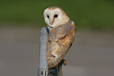 BUITEN BEELD Foto: 64499