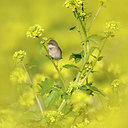 BUITEN BEELD Foto: 64503
