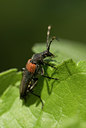 BUITEN BEELD Foto: 64649