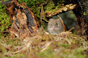 BUITEN BEELD Foto: 64858