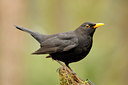 BUITEN BEELD Foto: 64863