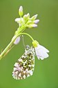 BUITEN BEELD Foto: 64940