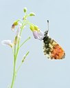 BUITEN BEELD Foto: 64942