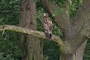 BUITEN BEELD Foto: 64967