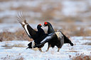 BUITEN BEELD Foto: 65073