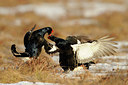 BUITEN BEELD Foto: 65080