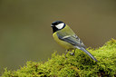 BUITEN BEELD Foto: 65217