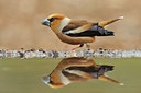 BUITEN BEELD Foto: 65223