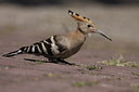 BUITEN BEELD Foto: 65250