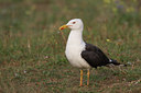 BUITEN BEELD Foto: 65261