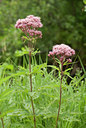 BUITEN BEELD Foto: 65341