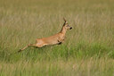 BUITEN BEELD Foto: 65426