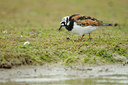 BUITEN BEELD Foto: 65445