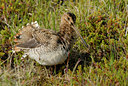 BUITEN BEELD Foto: 65566
