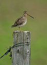 BUITEN BEELD Foto: 65583