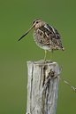 BUITEN BEELD Foto: 65584