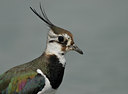 BUITEN BEELD Foto: 65591