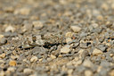 BUITEN BEELD Foto: 65621