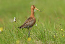 BUITEN BEELD Foto: 65689