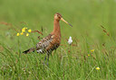 BUITEN BEELD Foto: 65692