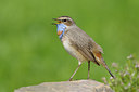 BUITEN BEELD Foto: 65799