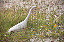 BUITEN BEELD Foto: 65855