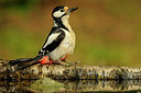 BUITEN BEELD Foto: 65976