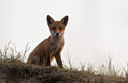 BUITEN BEELD Foto: 65978