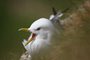 BUITEN BEELD Foto: 66019