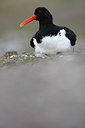 BUITEN BEELD Foto: 66020