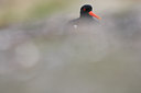 BUITEN BEELD Foto: 66024