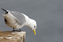 BUITEN BEELD Foto: 66025
