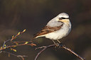 BUITEN BEELD Foto: 66026
