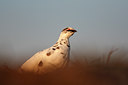 BUITEN BEELD Foto: 66027