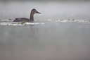 BUITEN BEELD Foto: 66028