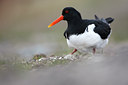 BUITEN BEELD Foto: 66029