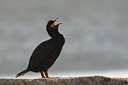 BUITEN BEELD Foto: 66031