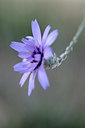 BUITEN BEELD Foto: 66122