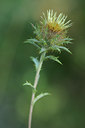 BUITEN BEELD Foto: 66137