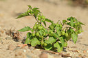 BUITEN BEELD Foto: 66150