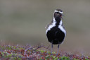 BUITEN BEELD Foto: 66240