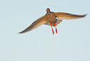 BUITEN BEELD Foto: 66247