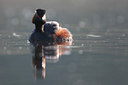 BUITEN BEELD Foto: 66261