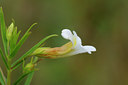 BUITEN BEELD Foto: 66305