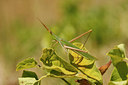 BUITEN BEELD Foto: 66454