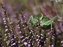 BUITEN BEELD Foto: 66506